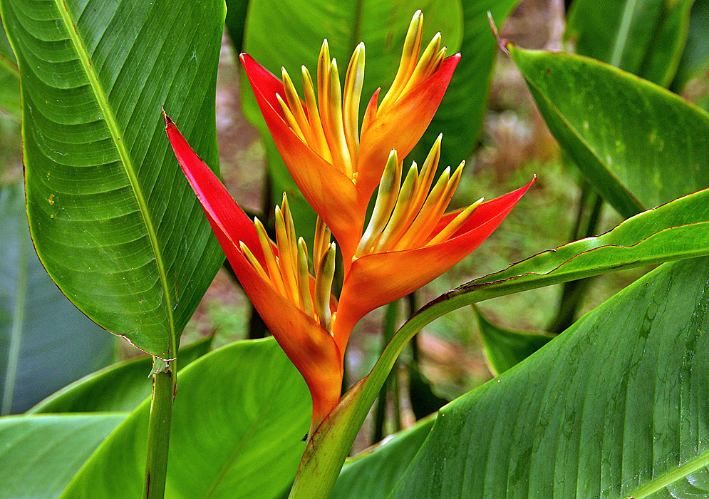 Heliconia psittacorum Orange - Santhi Online Plants Nursery