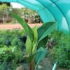 Philodendron Rojo Congo Plant
