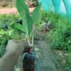 Philodendron Rojo Congo Plant