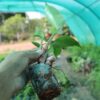 Philodendron Rojo Congo Plant