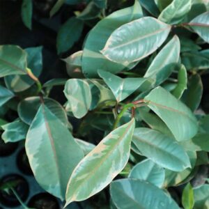 Variegated rubber plant