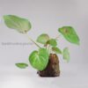 Caladium Euphoria Plant