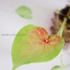 Caladium Euphoria Plant