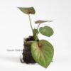 Blushing Bride Caladium