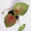 Blushing Bride Caladium