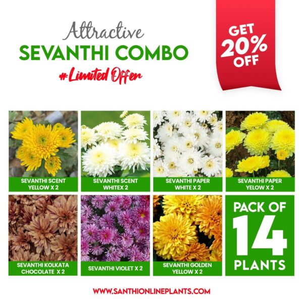 Attractive Sevanthi Combo (seven colours of chrysanthemum saplings)