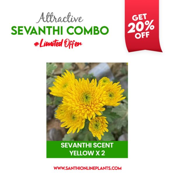 Attractive Sevanthi Combo (seven colours of chrysanthemum saplings)