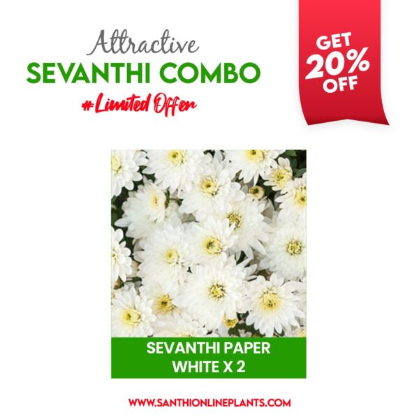 Attractive Sevanthi Combo (seven colours of chrysanthemum saplings)