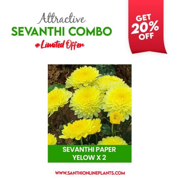 Attractive Sevanthi Combo (seven colours of chrysanthemum saplings)