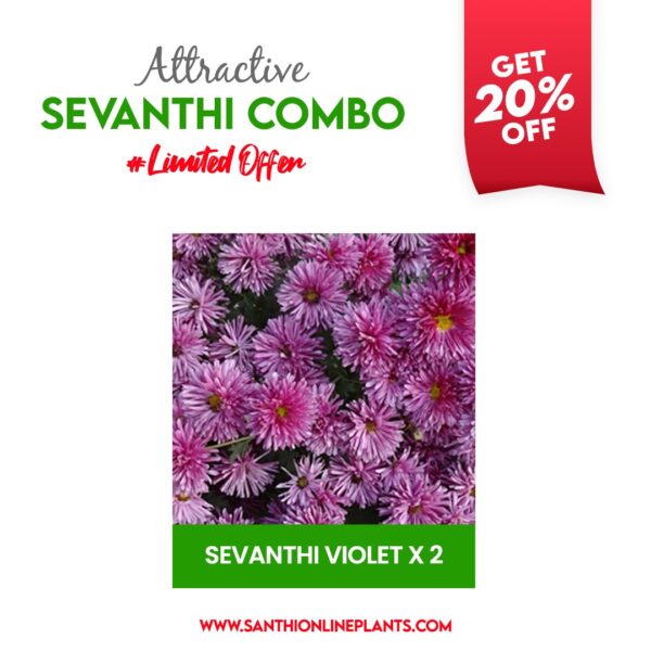 Attractive Sevanthi Combo (seven colours of chrysanthemum saplings)