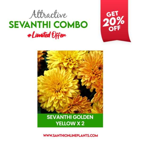 Attractive Sevanthi Combo (seven colours of chrysanthemum saplings)