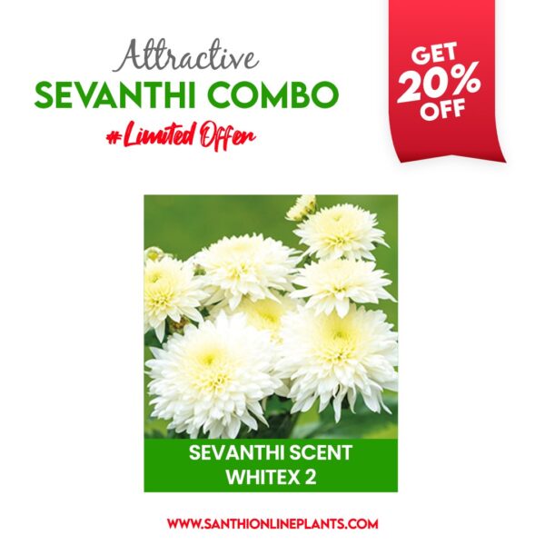 Attractive Sevanthi Combo (seven colours of chrysanthemum saplings)