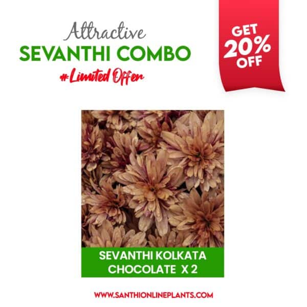 Attractive Sevanthi Combo (seven colours of chrysanthemum saplings)