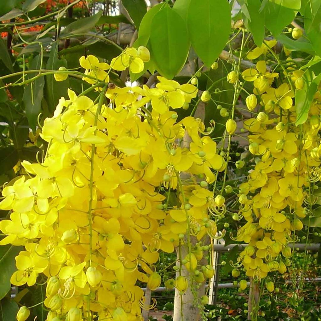 Sarakondrai Plant (Golden shower) - Santhi Online Plants Nursery