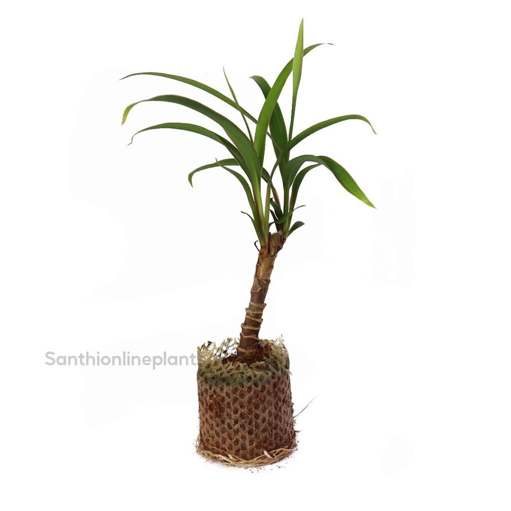 Cordyline stricta plant - Santhi Online Plants Nursery