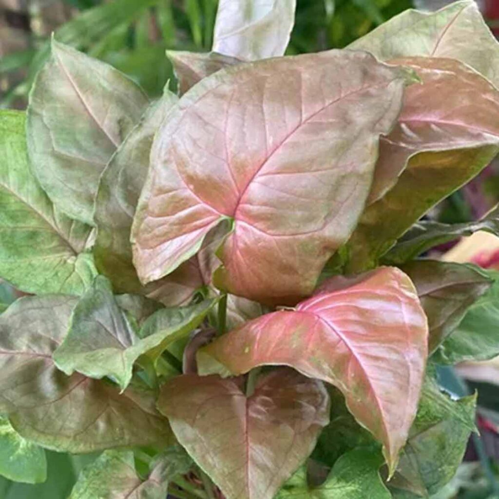 Syngonium Maria Allusion plant - Santhi Online Plants Nursery