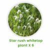 water plants - Aquatic plants set