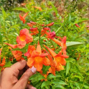 Tecoma orange plant (Tecoma capensis) plant