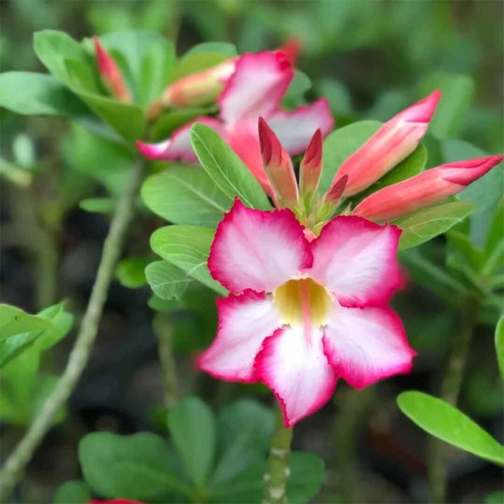 Adenium (Desert rose plant) - Santhi Online Plants Nursery