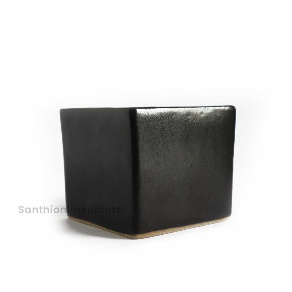 Plain Black Square (Small) - Santhi Online Plants Nursery