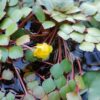 Ludwigia sedoides (Water mosaic) 10 plants