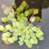 Ludwigia sedoides (Water mosaic) 10 plants