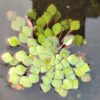 Ludwigia sedoides (Water mosaic) 10 plants