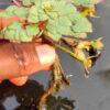 Ludwigia sedoides (mosaic flower) 20 plants