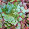 Ludwigia sedoides (mosaic flower) 20 plants