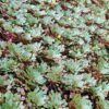 Ludwigia sedoides (mosaic flower) 20 plants