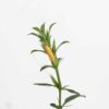 December Poo Yellow Plant (Thorn Barleria)