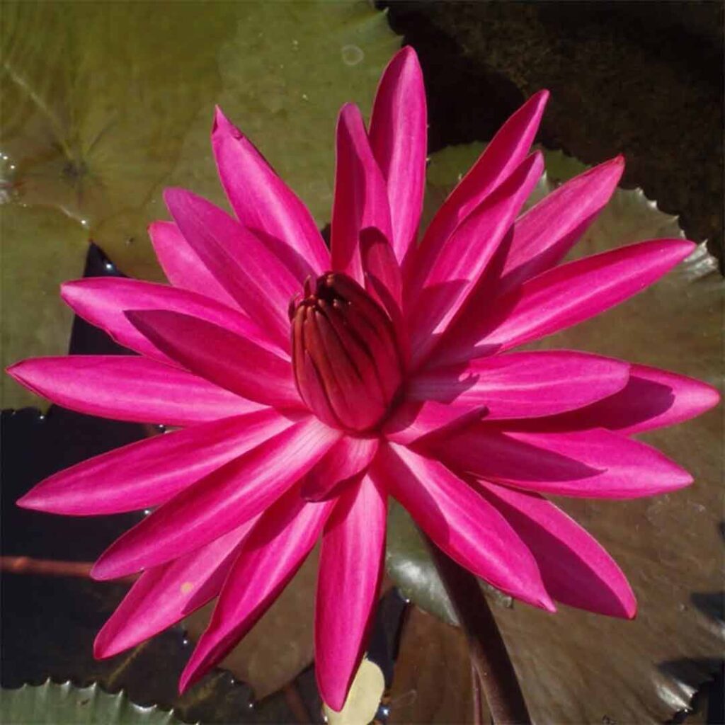 water-lily-nymphaea-pubescens-plant-pink-10