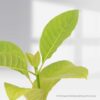Kadamba plant