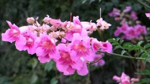 Pink Trumpet Vine