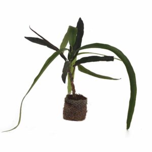 Codiaeum -''Victoria Gold bell''