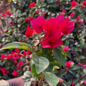 Bougainvillea dark red flower plant