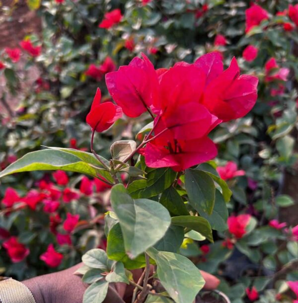 Bougainvillea dark red flower plant