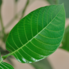 Kadamba Tree