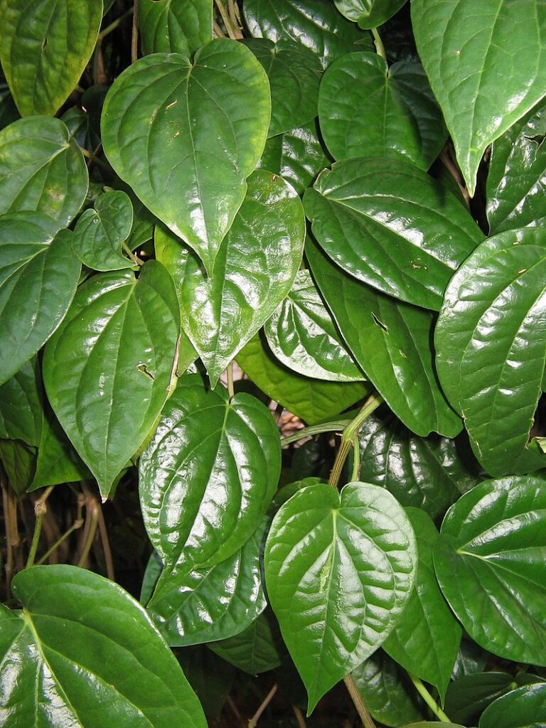 Piper Betle Leaves Plant Vetrilai Santhi Online Plants Nursery