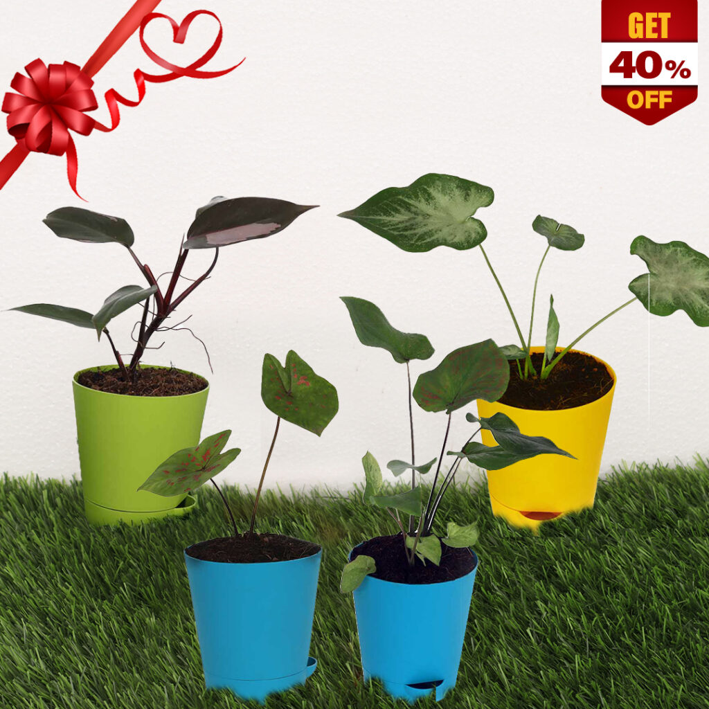 Ornamental Indoor Pot Plants Combo Santhi Online Plants Nursery