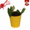 Alocasia 'Frydek' (Pot Plant)
