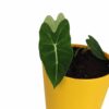 Alocasia 'Frydek' (Pot Plant)