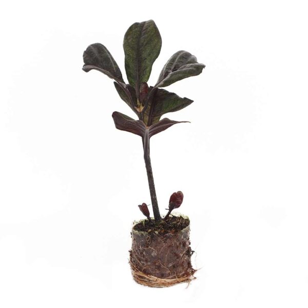 Pseuderanthemum (Purple) - Santhi Online Plants Nursery
