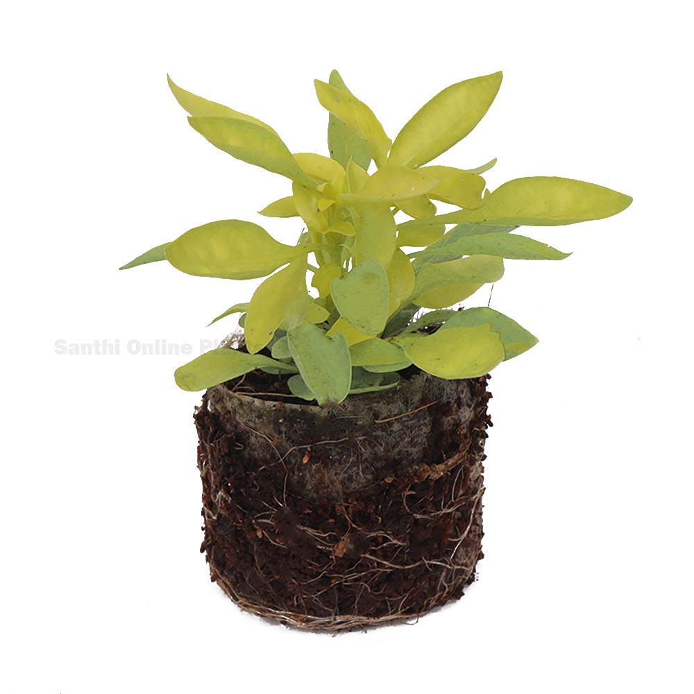 Alternanthera Green - Santhi Online Plants Nursery