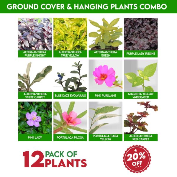 Hanging Plants Combo