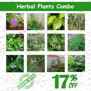 Herbal Plants Combo