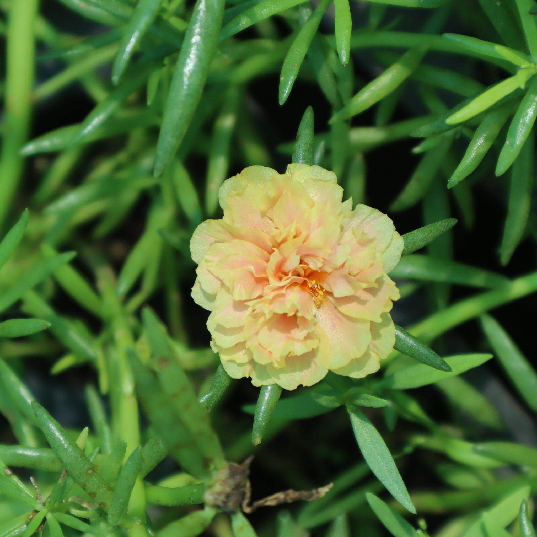 portulaca-9-o-clock-biscuit-santhi-online-plants-nursery