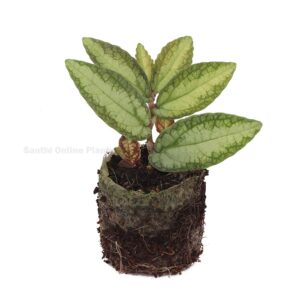Hanging-plants Archives - Santhi Online Plants Nursery
