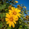 Mexican Sunflower