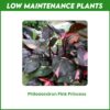 Low Maintenance Plants
